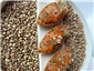sea trout amuse bouche